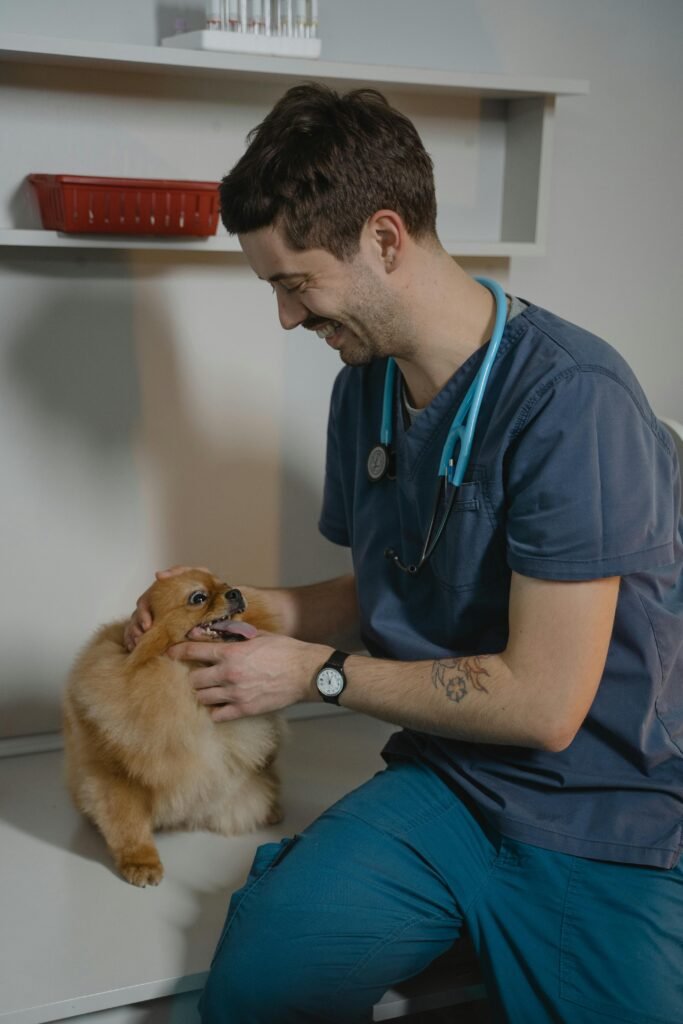 Smiling veterinarian examines a Pomeranian dog during a checkup in a veterinary clinic.